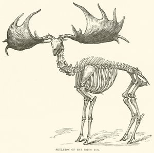 Esqueleto del alce irlandés